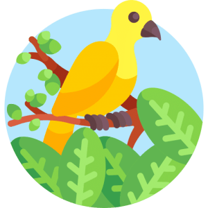 TOEFL Writing Integrated Task Practice Test - Dumb Birds