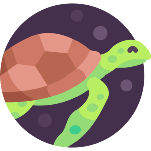 TOEFL Writing Integrated Task Practice Test - Turtles