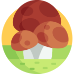 TOEFL Reading Practice Test With Quizzes and Answer - The Role of Fungi in Ecosystems